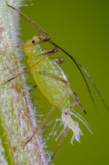 Geburt einer Blattlaus, Blattlausgeburt, Lebendgeburt einer Blattlaus, Lebendgebärende Insekten, Blattlausgeburt nach Jungfernzeugung, Geburtsvorgang, Weibliche Blattlaus gebiert lebendes Jungtier		