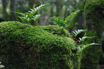 kleiner Farn auf Moosbedecktem Baumstumpf