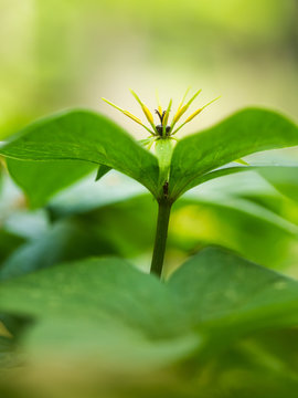 Bl&uuml;hende Pflanze der vierbl&auml;ttrige Einbeere ( Paris quadrifolia) im Sonnenlicht.