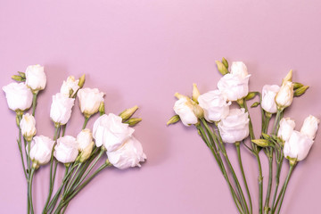 Naklejka na ściany i meble Two bouquets of creamy roses on pink background