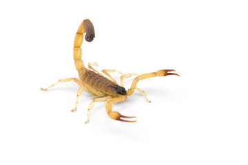 Yellow deadly dangerous scorpion top view isolated on white background