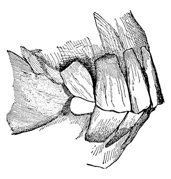 teeth anatomy black and white drawing clip art preview