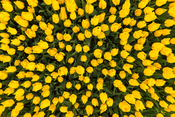 Beautiful Yellow Tulips in garden