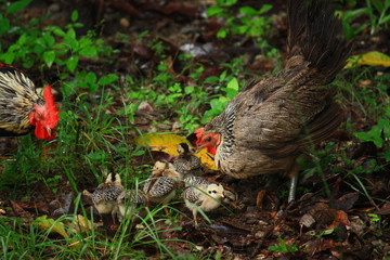 Chicken in Thailand nature