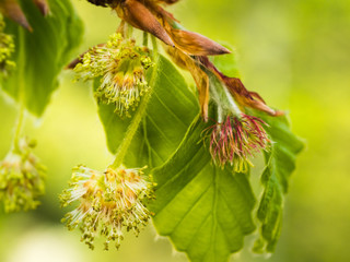 Weibliche und männliche Blütenstände an einen kleinen Zweig der Rotbuche  (Fagus sylvatica).