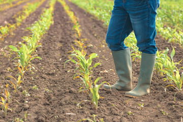 Female farmer in wellington rubber boots standing in young green corn field