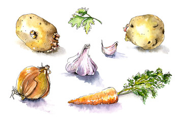  Watercolor set of vegetable: onion, persley, poteto, carrot, garlic. Isolated.