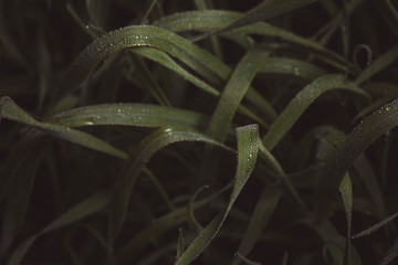 Beautifully curled sedge grass with dew drops closeup with dark blurred background