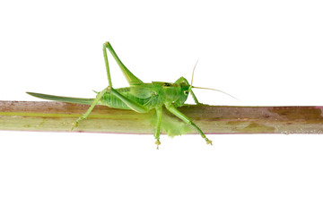 green grasshopper sitting on branch isolated on white background closeup