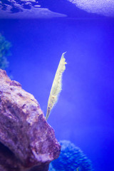 Close up view of a razor fish in a tank in an aquarium