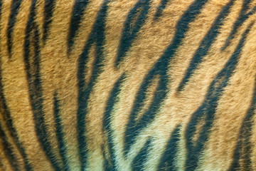 close up tiger skin texture background