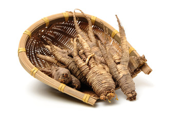Closeup of Adenophora Stricta root, Campanuloideae, Adenophora on white background