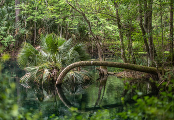 Fototapeta na wymiar The typical Florida palm