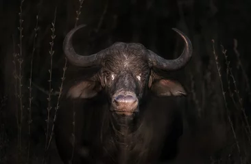 Abwaschbare Fototapete Büffel Kaffernbüffel in freier Wildbahn
