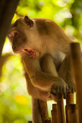 Wildlife. A monkey. Monkeys in the wild. Monkeys in the zoo.