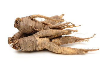 Closeup of Adenophora Stricta root, Campanuloideae, Adenophora on white background