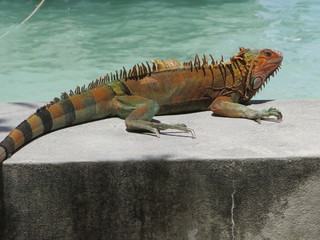 Wildlife. Reptiles.Reptiles in the zoo. Reptiles in the wild