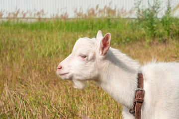 Obraz premium White domestic goat with a leash grazes in a meadow on a clear summer