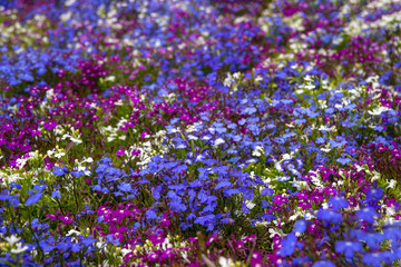 Fototapeta premium Multicolored flowers on a clumba on a clear sunny spring or summer day