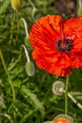 Flowering red garden poppy and undiscovered green buds with drops of dew or rain. A bee or wasp sits on the flower.