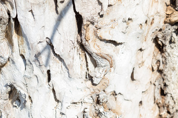 old abstract background, white tree bark