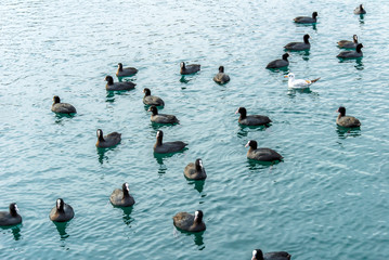 TRABZON / TURKEY - JANUARY 13, 2010: Grebe Birds, Faroz