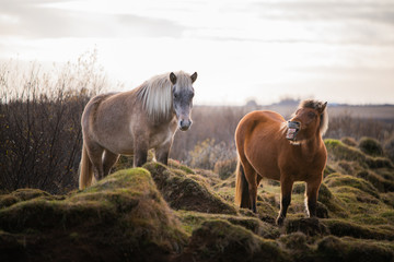 Wild icelandic horses roaming grasslands