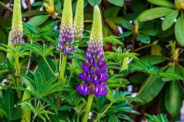 Gallery Blue Lupine