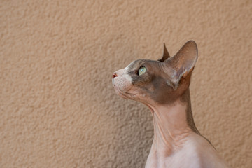 Sphynx cat against beige wall with copy space, close up