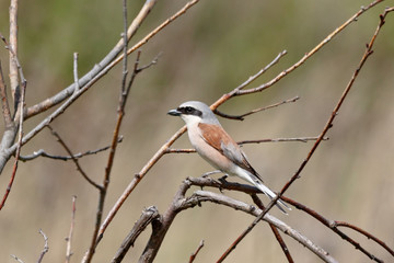 Red-backed shrike lanius collurio male sitting on stick in meadow. Cute little predator songbird in wildlife