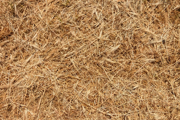 Background, texture of mowed dry grass.