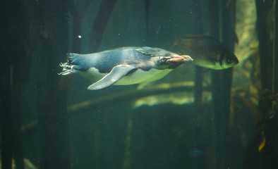 Close up image of rock hopper penquins swimming underwater in a kelp forest in an aquarium