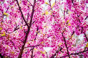 Obraz na płótnie Canvas Close up branch of cheery blossom