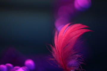 Obraz premium pink feather on black background