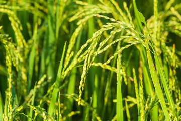 Fototapeta na wymiar Ear of rice in Paddy field on the mountain.Thailand.