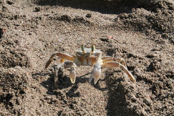 Wildlife. Marine life. Seaquarium. Crab