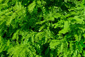 Green bush pattern of leaves