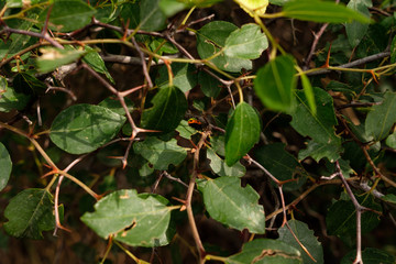 Green bush pattern of leaves