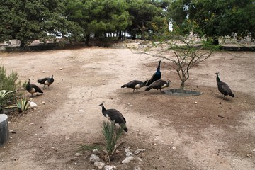 Wildlife. Birds. Birds in the wild. Birds in the zoo. 