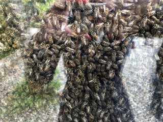 Bees. Wild bee. Hive. Hive's. Apiary. Beekeeping