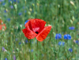 field with red blooming poppies and green leaves on a spring day