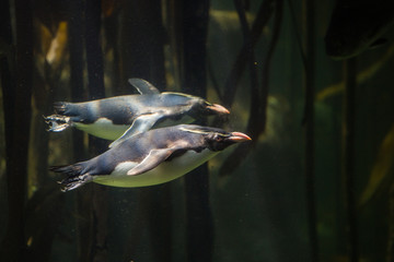 Close up image of rock hopper penquins swimming underwater in a kelp forest in an aquarium