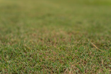 grass on the field with blurred background