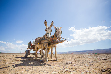 Close up image of donkeys in the Tankwa Karoo in South Africa