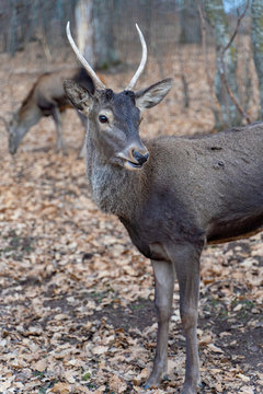 Young armenian deer in a national park, fawn wildlife shot © Tkachenko Alexey