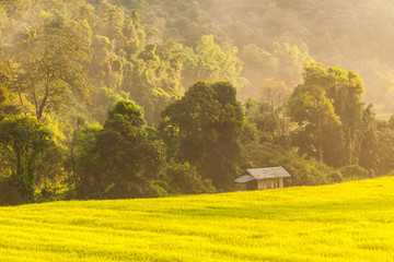 New ear of rice and green leaves with rice terrace near the mountains.