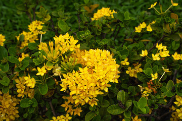 Obraz premium colorful of yellow ixora in forest 