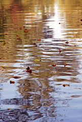 An interesting view of the surface of a flowing river covered with fallen leaves. Beautiful movement of water. 