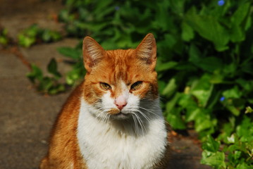 Naklejka na ściany i meble A red cat with a white breast sitting in the sunshine