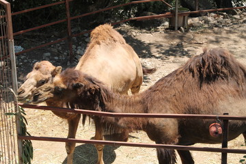 Wildlife. Beasts. Wild beast. Animals in the wild. Animals in the zoo. Camel